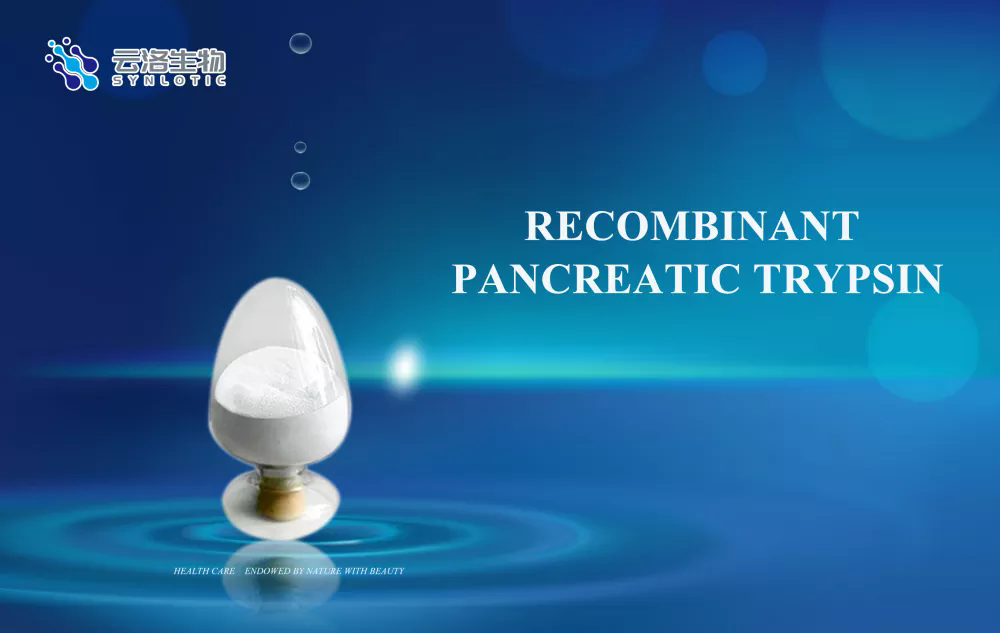 Ano ang recombinant pancreatic trypsin at ano ang function nito?